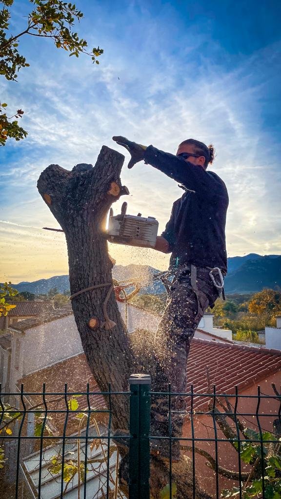 WhatsApp Image 2025-10-24 à 11.24.05_05b542be Elagueur grimpeur